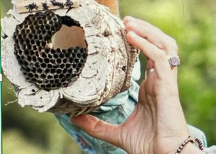 The4elements Panzió Monda